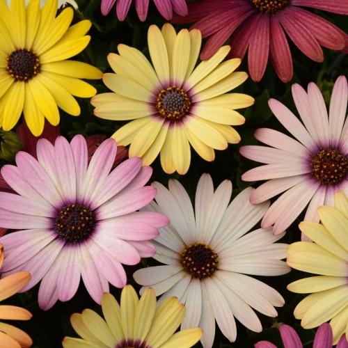 Osteospurmum Grand Canyon Mixed